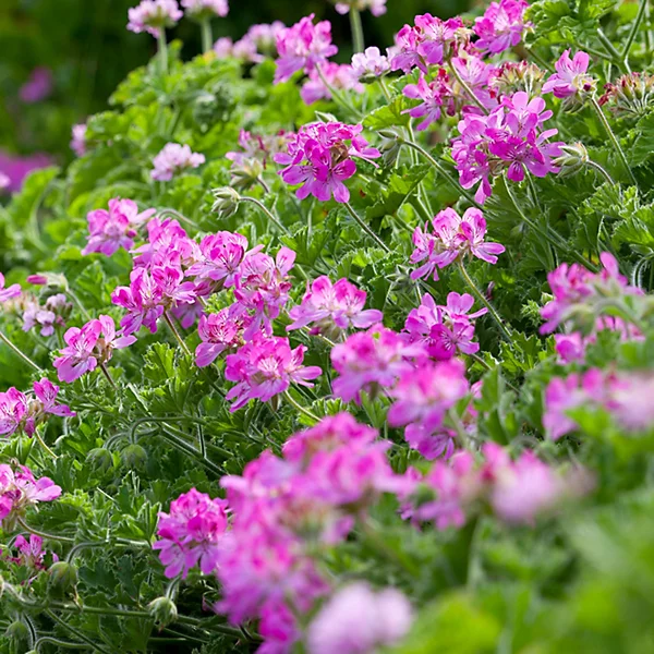 Pelargonium.
