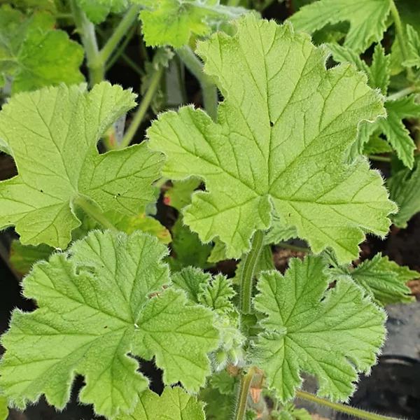 Pelargonium.