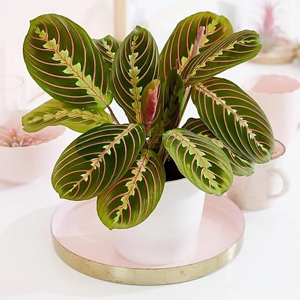 Maranta Fascinator.