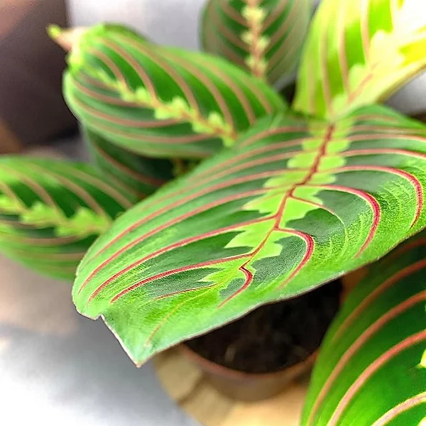 Maranta Fascinator.
