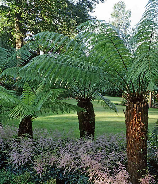 tree fern.