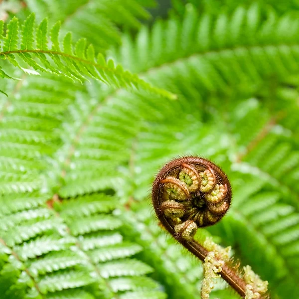 tree fern.