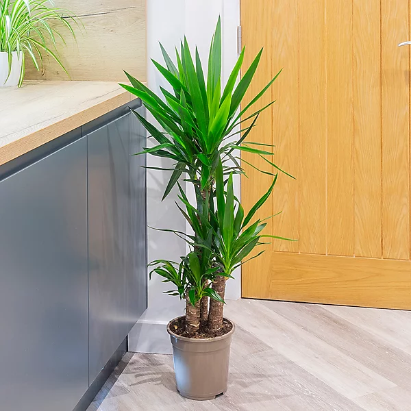 yucca.