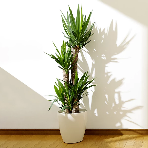 yucca.